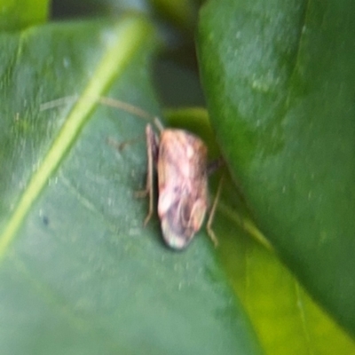 Miridae (family) (Unidentified plant bug) at Coffs Harbour, NSW - 2 Aug 2024 by Hejor1