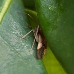 Miridae (family) at Coffs Harbour, NSW - 2 Aug 2024 12:56 PM