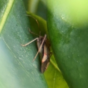 Miridae (family) at Coffs Harbour, NSW - 2 Aug 2024 12:56 PM