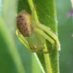 Lehtinelagia prasina (Leek-green flower spider) at Coffs Harbour, NSW - 2 Aug 2024 by Hejor1
