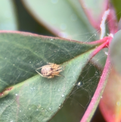 Araneidae (family) at Coffs Harbour, NSW - 2 Aug 2024 by Hejor1