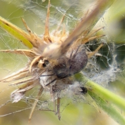 Badumna (genus) (Lattice-web spider) at Coffs Harbour, NSW - 2 Aug 2024 by Hejor1