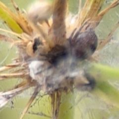 Badumna (genus) at Coffs Harbour, NSW - 2 Aug 2024 12:29 PM