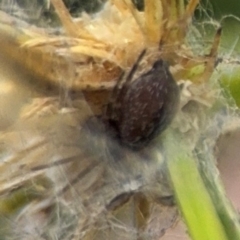 Badumna (genus) at Coffs Harbour, NSW - 2 Aug 2024 12:29 PM
