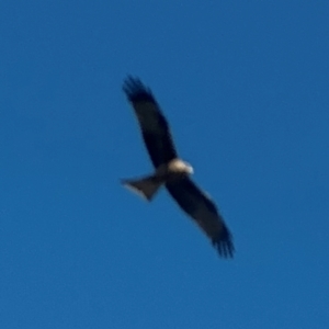 Milvus migrans at Buckendoon, NSW - 2 Aug 2024 10:45 AM