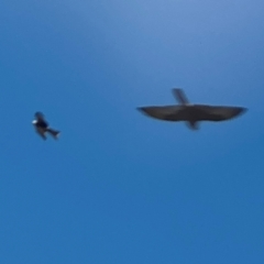 Milvus migrans at Buckendoon, NSW - 2 Aug 2024 10:45 AM