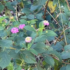 Lantana camara (Lantana) at Tucki Tucki, NSW - 2 Aug 2024 by Hejor1