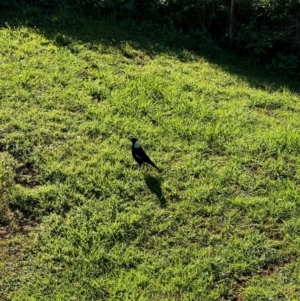 Gymnorhina tibicen at Alstonville, NSW - 2 Aug 2024 09:17 AM