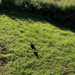 Gymnorhina tibicen at Alstonville, NSW - 2 Aug 2024 09:17 AM