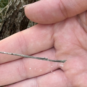 Neuroptera (order) at Alstonville, NSW - 1 Aug 2024 09:51 AM