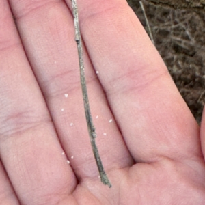 Neuroptera (order) at Alstonville, NSW - 1 Aug 2024 09:51 AM