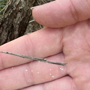 Neuroptera (order) at Alstonville, NSW - 1 Aug 2024 09:51 AM