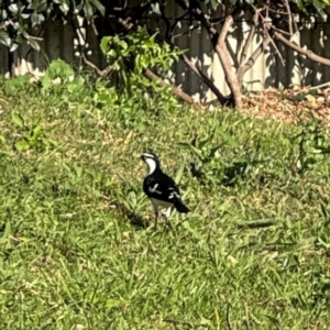 Grallina cyanoleuca at Ewingsdale, NSW - 1 Aug 2024