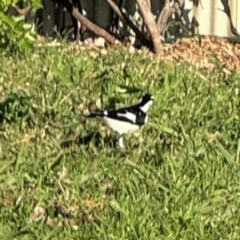 Grallina cyanoleuca at Ewingsdale, NSW - 1 Aug 2024