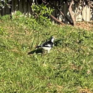 Grallina cyanoleuca at Ewingsdale, NSW - 1 Aug 2024