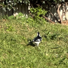 Grallina cyanoleuca at Ewingsdale, NSW - 1 Aug 2024 03:00 PM