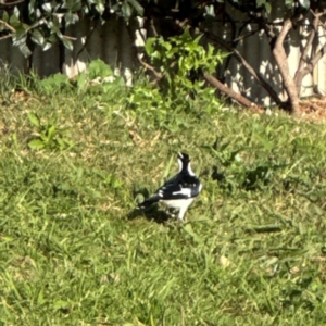 Grallina cyanoleuca at Ewingsdale, NSW - 1 Aug 2024