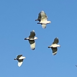 Cacatua sanguinea at Byron Bay, NSW - 1 Aug 2024