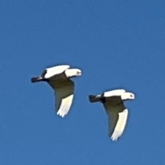 Cacatua sanguinea at Byron Bay, NSW - 1 Aug 2024