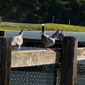 Ocyphaps lophotes at Ewingsdale, NSW - 1 Aug 2024 02:45 PM