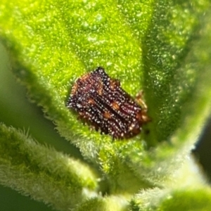 Uroplata girardi at Byron Bay, NSW - 1 Aug 2024 02:03 PM