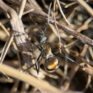 Polyrhachis ammon at Byron Bay, NSW - 1 Aug 2024