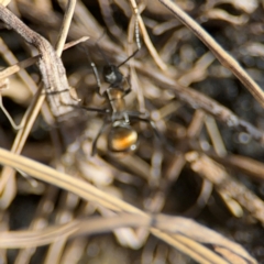 Polyrhachis ammon at Byron Bay, NSW - 1 Aug 2024 01:55 PM