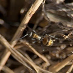 Polyrhachis ammon at Byron Bay, NSW - 1 Aug 2024