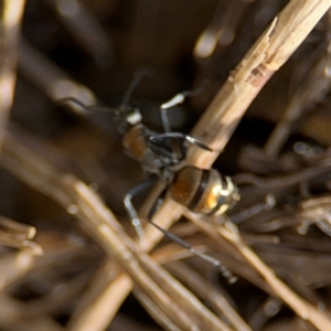 Polyrhachis ammon at Byron Bay, NSW - 1 Aug 2024