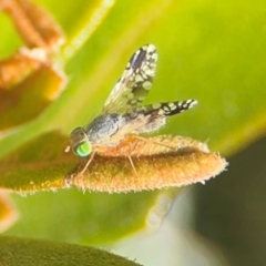 Tephritidae sp. (family) (Unidentified Fruit or Seed fly) at Byron Bay, NSW - 1 Aug 2024 by Hejor1