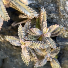 Bryophyllum delagoense at Byron Bay, NSW - 1 Aug 2024 by Hejor1