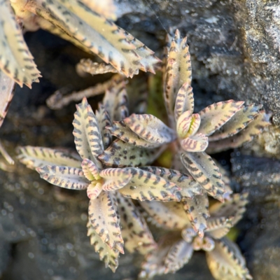 Bryophyllum delagoense at Byron Bay, NSW - 1 Aug 2024 by Hejor1