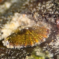 Cellana tramoscerica at Byron Bay, NSW - 1 Aug 2024 by Hejor1