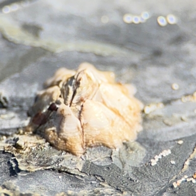 Austrominius modestus at Byron Bay, NSW - 1 Aug 2024 by Hejor1