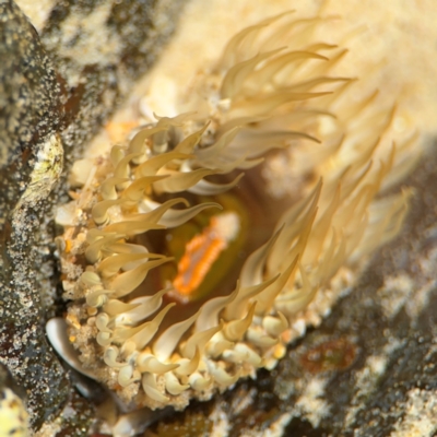 Oulactis muscosa at Byron Bay, NSW - 1 Aug 2024 by Hejor1