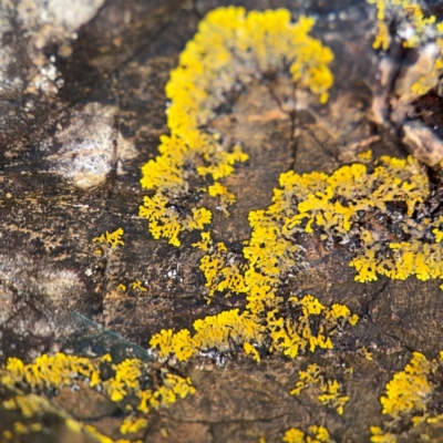 Pyxine subcinerea at Byron Bay, NSW - 1 Aug 2024 by Hejor1