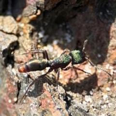 Rhytidoponera metallica (Greenhead ant) at Byron Bay, NSW - 1 Aug 2024 by Hejor1