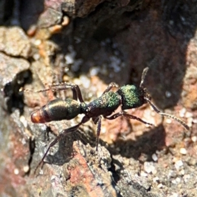 Rhytidoponera sp. (genus) at Byron Bay, NSW - 1 Aug 2024 by Hejor1