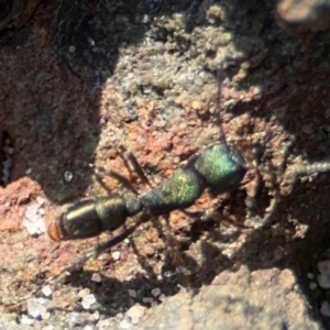 Rhytidoponera metallica at Byron Bay, NSW - 1 Aug 2024 01:30 PM