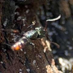 Rhytidoponera metallica at Byron Bay, NSW - 1 Aug 2024 01:30 PM
