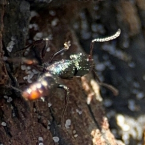 Rhytidoponera metallica at Byron Bay, NSW - 1 Aug 2024 01:30 PM