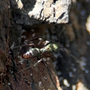 Rhytidoponera metallica at Byron Bay, NSW - 1 Aug 2024 01:30 PM