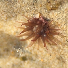 Actinia tenebrosa at Byron Bay, NSW - 1 Aug 2024 by Hejor1