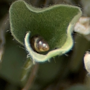 Tornatellinops mastersi at Byron Bay, NSW - 1 Aug 2024