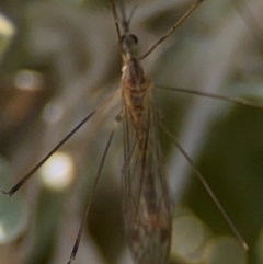 Geranomyia sp. (genus) at Byron Bay, NSW - 1 Aug 2024 by Hejor1