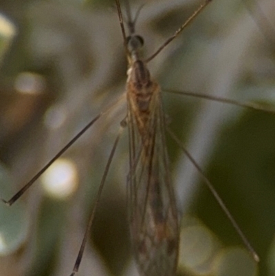 Geranomyia sp. (genus) at Byron Bay, NSW - 1 Aug 2024 by Hejor1