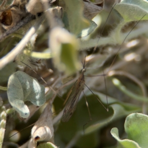 Limoniidae (family) at Byron Bay, NSW - 1 Aug 2024