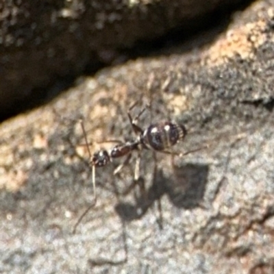 Formicidae (family) (Unidentified ant) at Byron Bay, NSW - 1 Aug 2024 by Hejor1