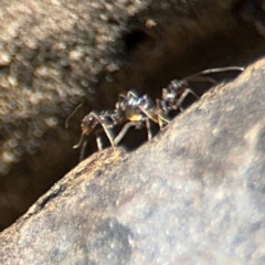 Formicidae (family) at Byron Bay, NSW - 1 Aug 2024 01:24 PM