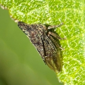 Aconophorini (tribe) at Byron Bay, NSW - 1 Aug 2024 01:05 PM